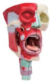 鼻、口、咽喉腔分解模型
